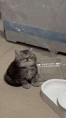 忙碌了半天的猫师傅最终选择吃软饭