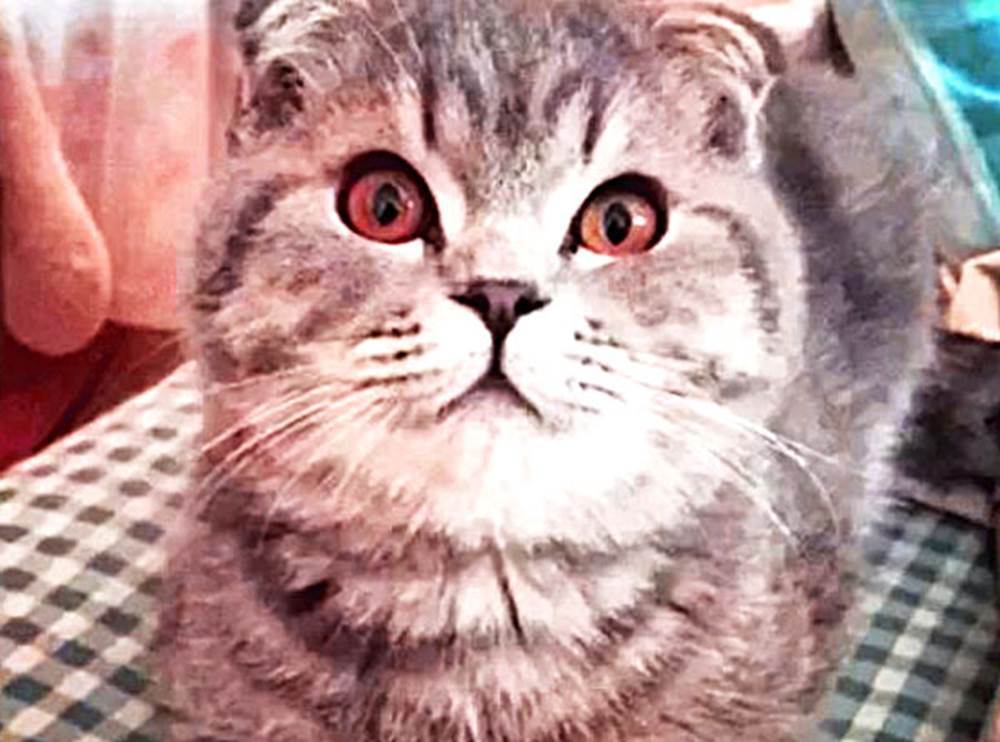 猫咪咬主人时,附送了一个“礼物”,当看清时,瞬间不淡定了!