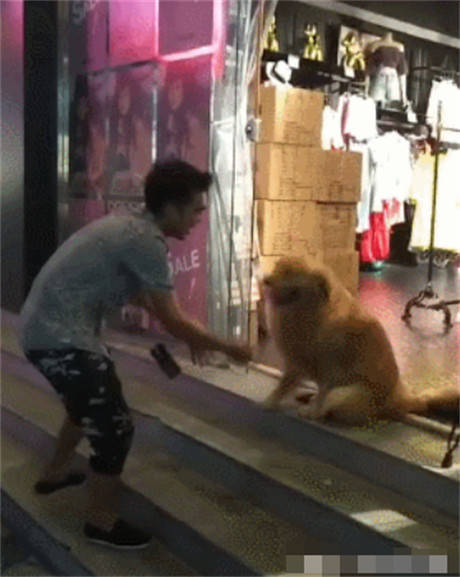 金毛怕热跑到店里吹空凋,一脸陶醉比人还赖皮,店家撵也撵不走