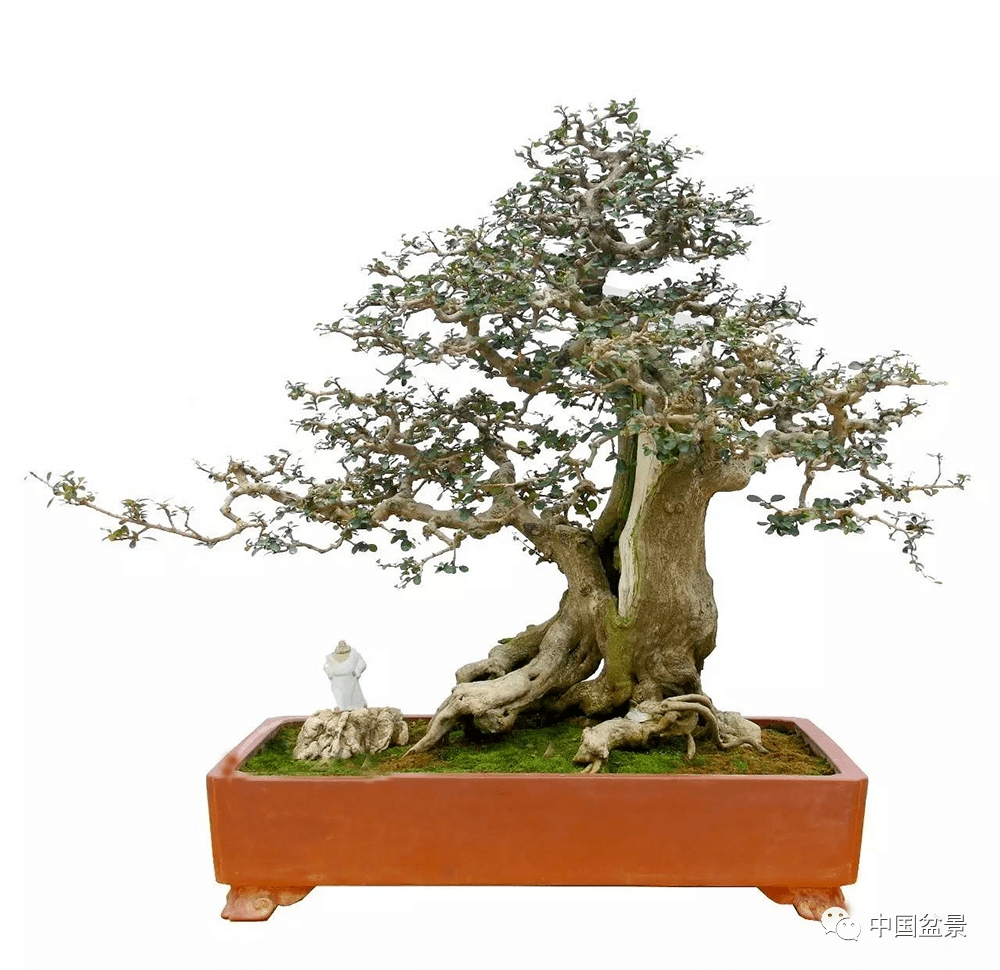 盆景各有各的玩法,不用攀比
