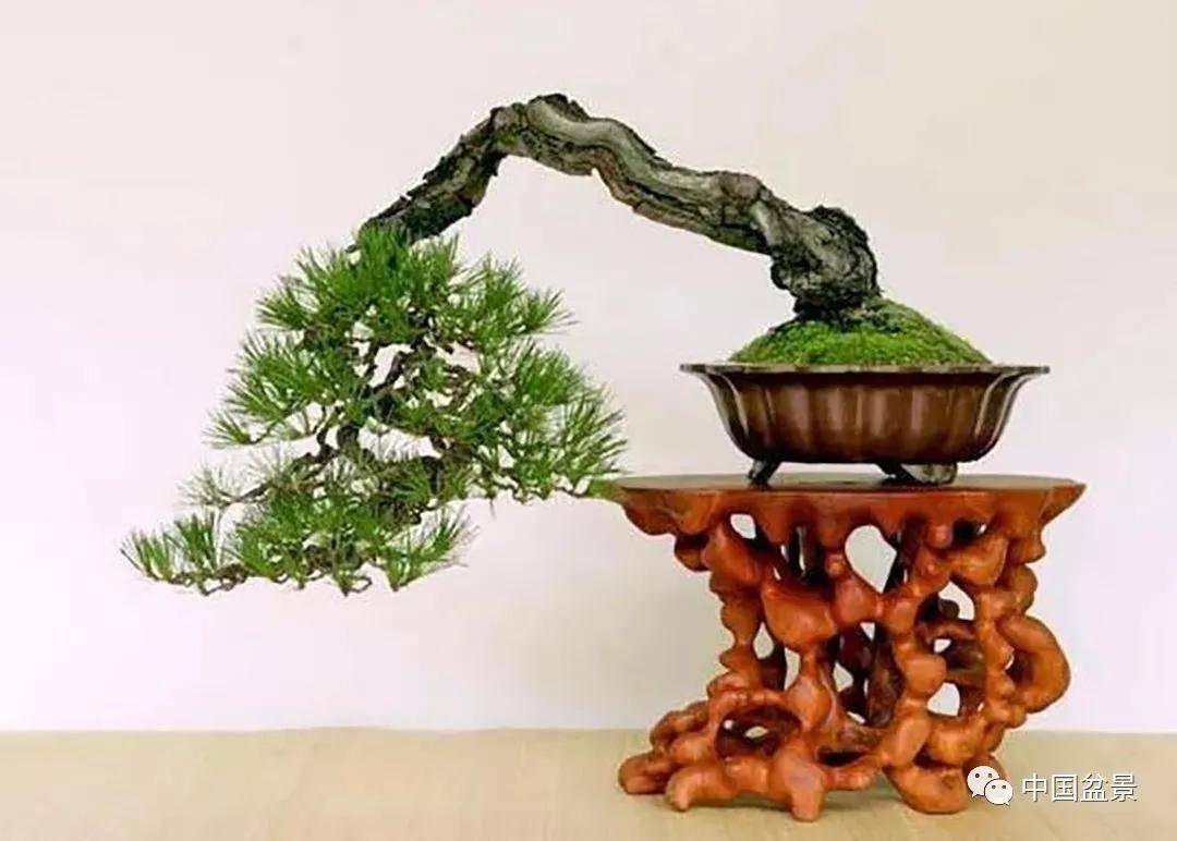 盆景各有各的玩法,不用攀比
