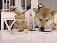 搞笑GIF:抱着新娘在网吧里打游戏,真不明白现在人的思想了!