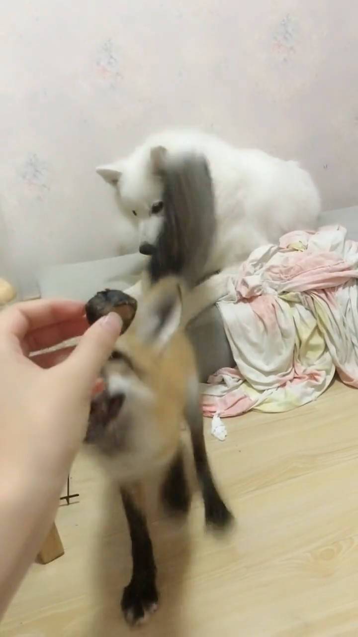 赤狐热情的讨好萨摩耶,当主人拿出这物后,它翻脸比书还快