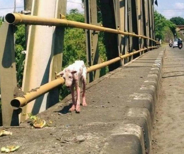 被抛弃后狗狗苦苦寻找主人,上错了车却找到一个爱自己的新家