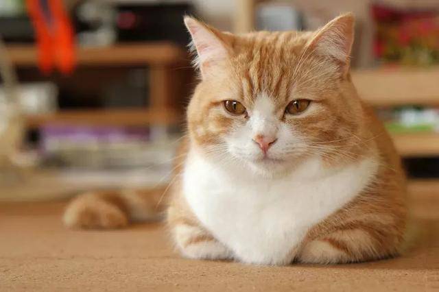 空巢青年上班走后,你的猫都誓静铸着牢狱般的生活