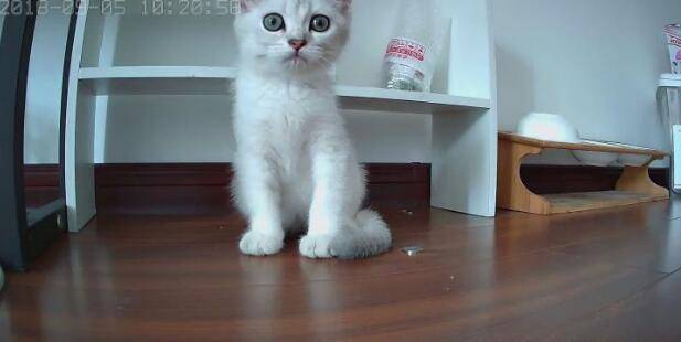 空巢青年上班走后,你的猫都誓静铸着牢狱般的生活