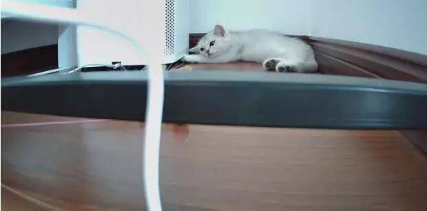 空巢青年上班走后,你的猫都誓静铸着牢狱般的生活