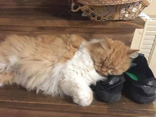 猫咪:“主人的臭鞋,真让本喵爱不释手”