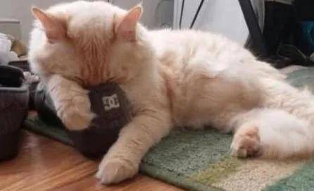 猫咪:“主人的臭鞋,真让本喵爱不释手”