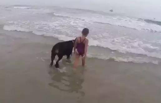 小女孩要到海里玩,被狗狗拼命拦住,真是比爹妈还负责呢!