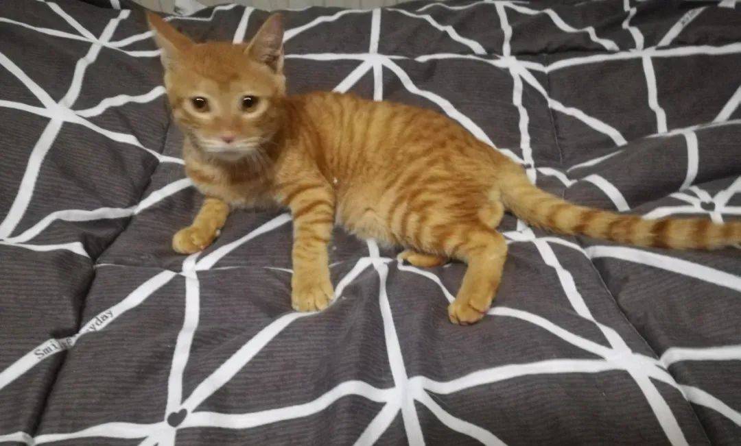 小猫咪被领回家,和狗子相处太融洽了,甚至把铲屎官都晾在一边