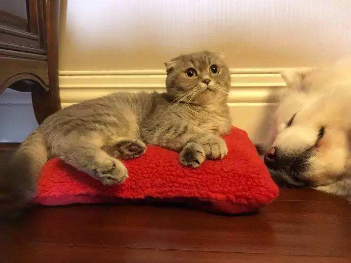 “自从养了猫,我再也没穿过纯黑色的衣服”