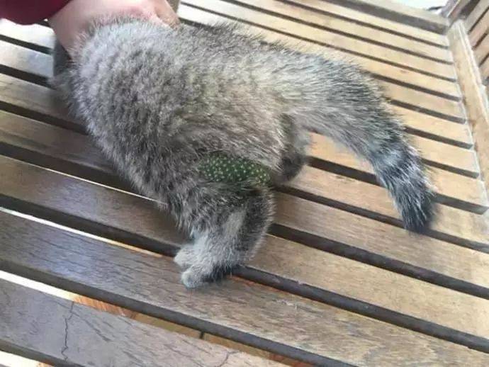 猫咪后腿发现不明物体,仔细一看原来背后隐藏重大“血案”
