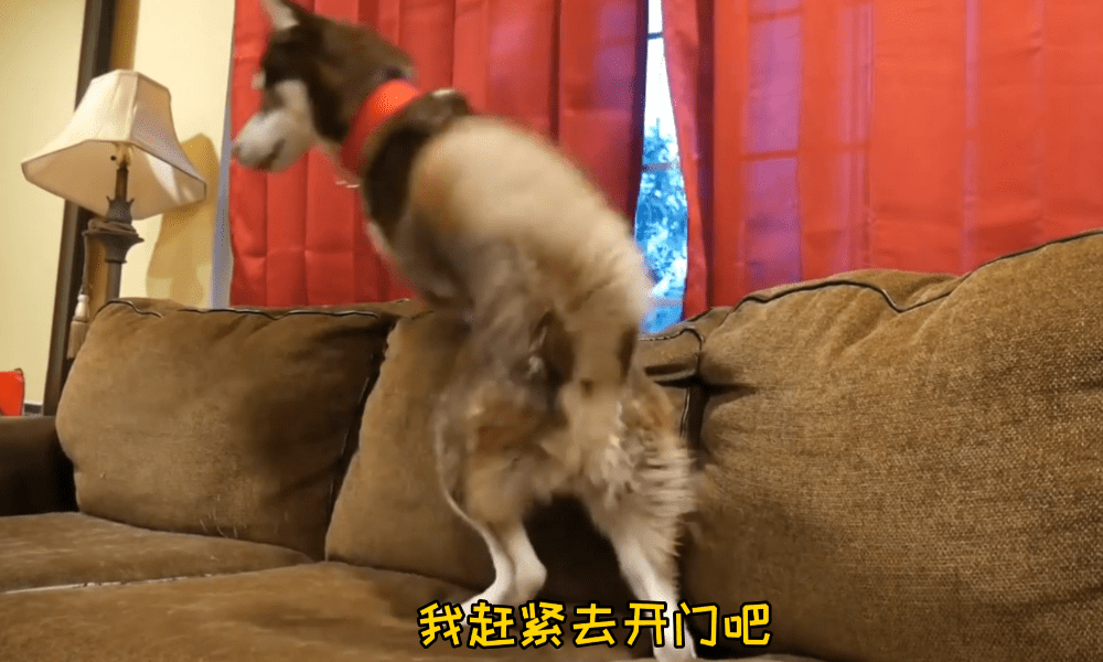 女主人上班后,二哈整天趴在窗户边,狗:别上班我养你吧