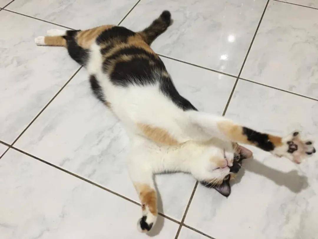 婆婆称敢带猫回来就把猫丢掉,养猫后却给猫买了两千块的罐头