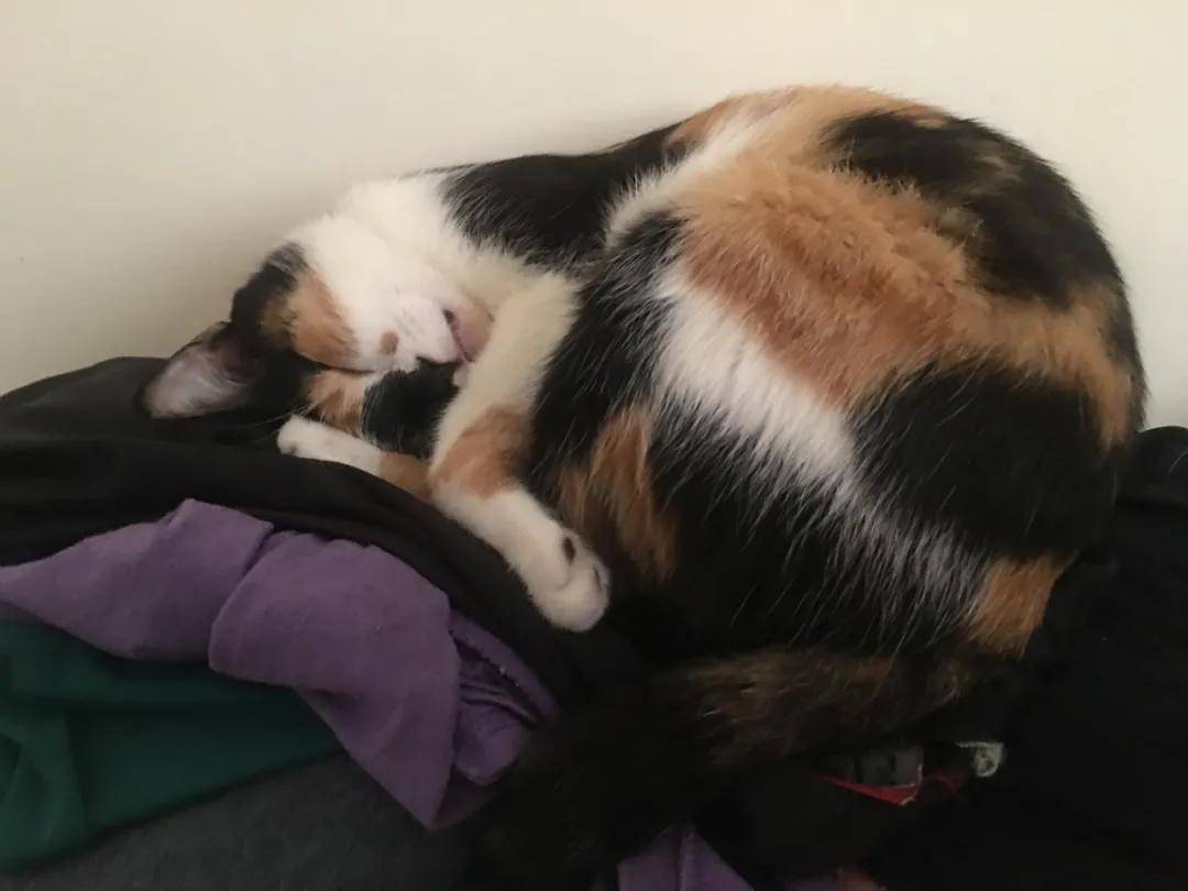 婆婆称敢带猫回来就把猫丢掉,养猫后却给猫买了两千块的罐头
