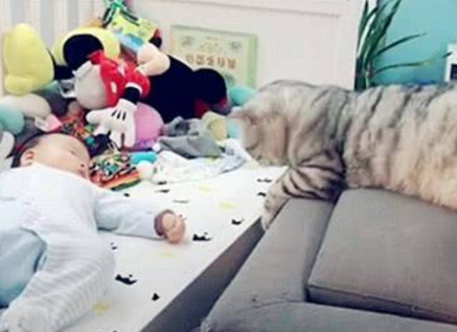 猫咪和小主人撒娇,轻轻用爪子去摸她的手,每一下都是那么有爱!