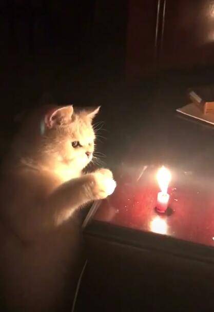 猫咪拍了蜡烛多次,好奇害死猫,结果爪子冒烟让人笑炸!