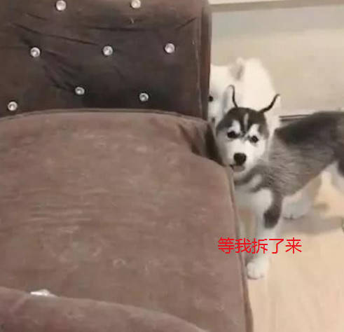 小二哈偷偷学拆家,主人假装呼唤吃饭了,狗狗的反应给主人气的吐血