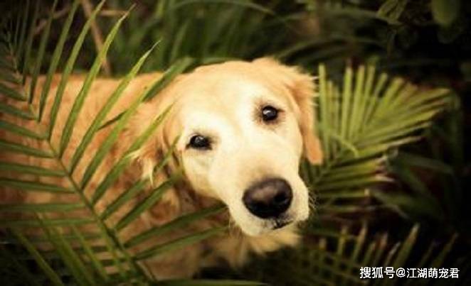 如何让狗狗人见人爱,只需要它会这5个技能,保证人人喜爱