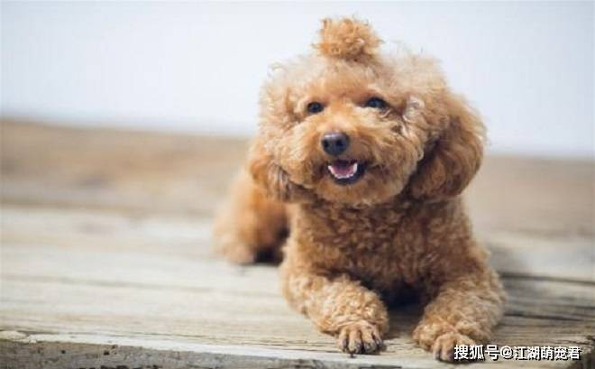 如果家里有狗,东西一定要收拾好,尤其是这5件东西