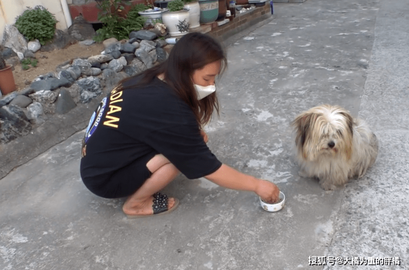 流浪狗在街上“白吃”4年,所有居民乐意喂食,却因一件事不让碰