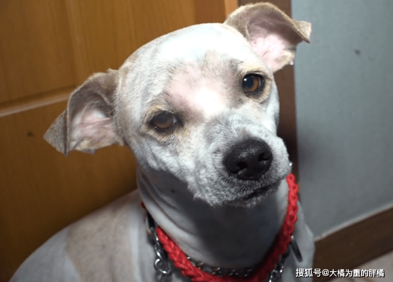 流浪狗在街上“白吃”4年,所有居民乐意喂食,却因一件事不让碰