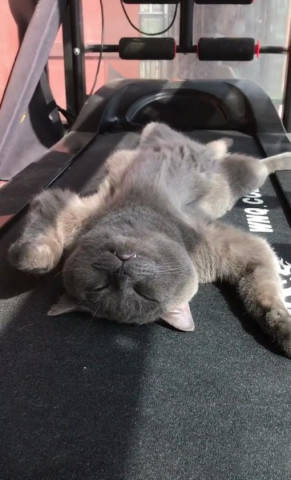 蓝猫四脚朝天躺家里,主人以为死了瞬间崩溃,下一幕却哭笑不得