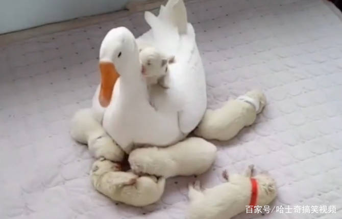 大白狗生了6只娃,奶狗却被“扛把子”抢走,狗:惹不起啊