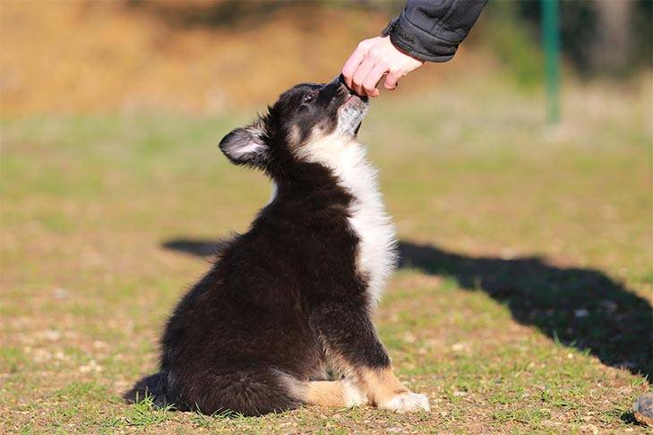 训犬教程:狗狗学习新技能的4个步骤!