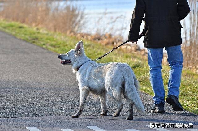 带狗狗出门牵绳是第一步,文明养犬从我做起!
