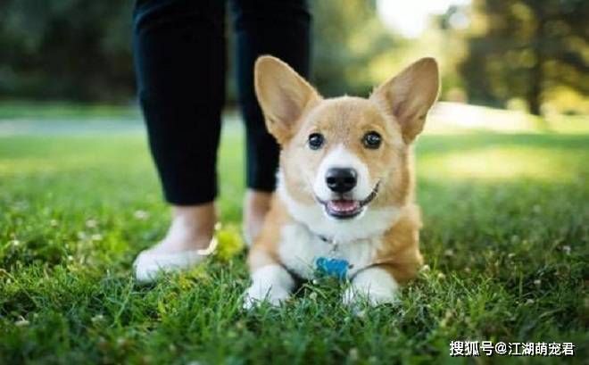 如果你要养狗狗,给你6个建议,希望能帮到你
