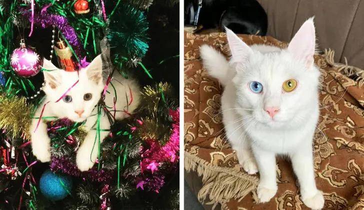 15只猫咪收养前后的对比图,看完后满满的惊喜和感动!