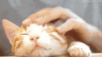 15只猫咪收养前后的对比图,看完后满满的惊喜和感动!