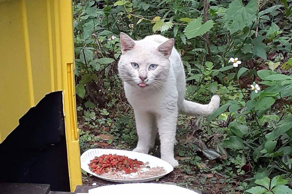 坐电动轮椅去领养猫,很多猫都被吓跑,唯有它敢主动接近!