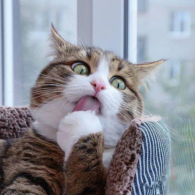 哈哈哈!不行了,这是我吸过最逗的猫