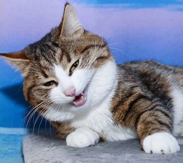 哈哈哈!不行了,这是我吸过最逗的猫
