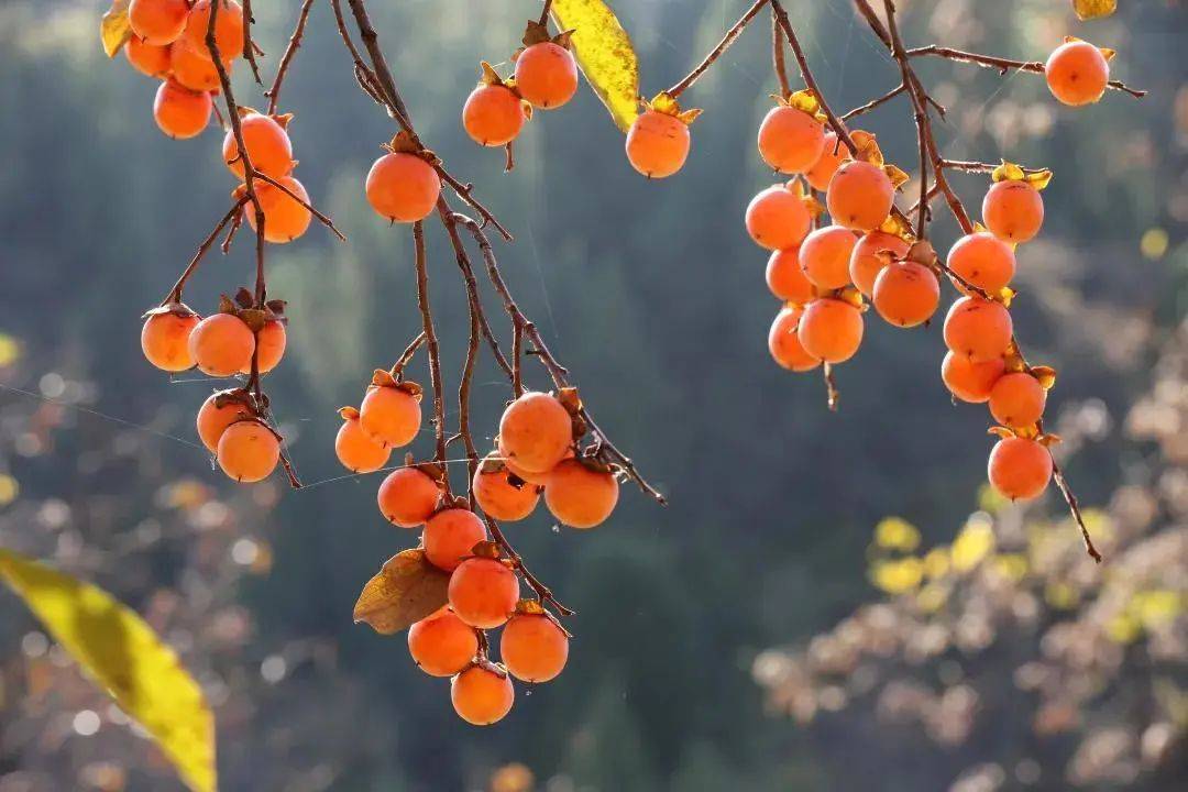 鉴赏|“气肃而凝,露结为霜矣”,艺术里的萧瑟深秋