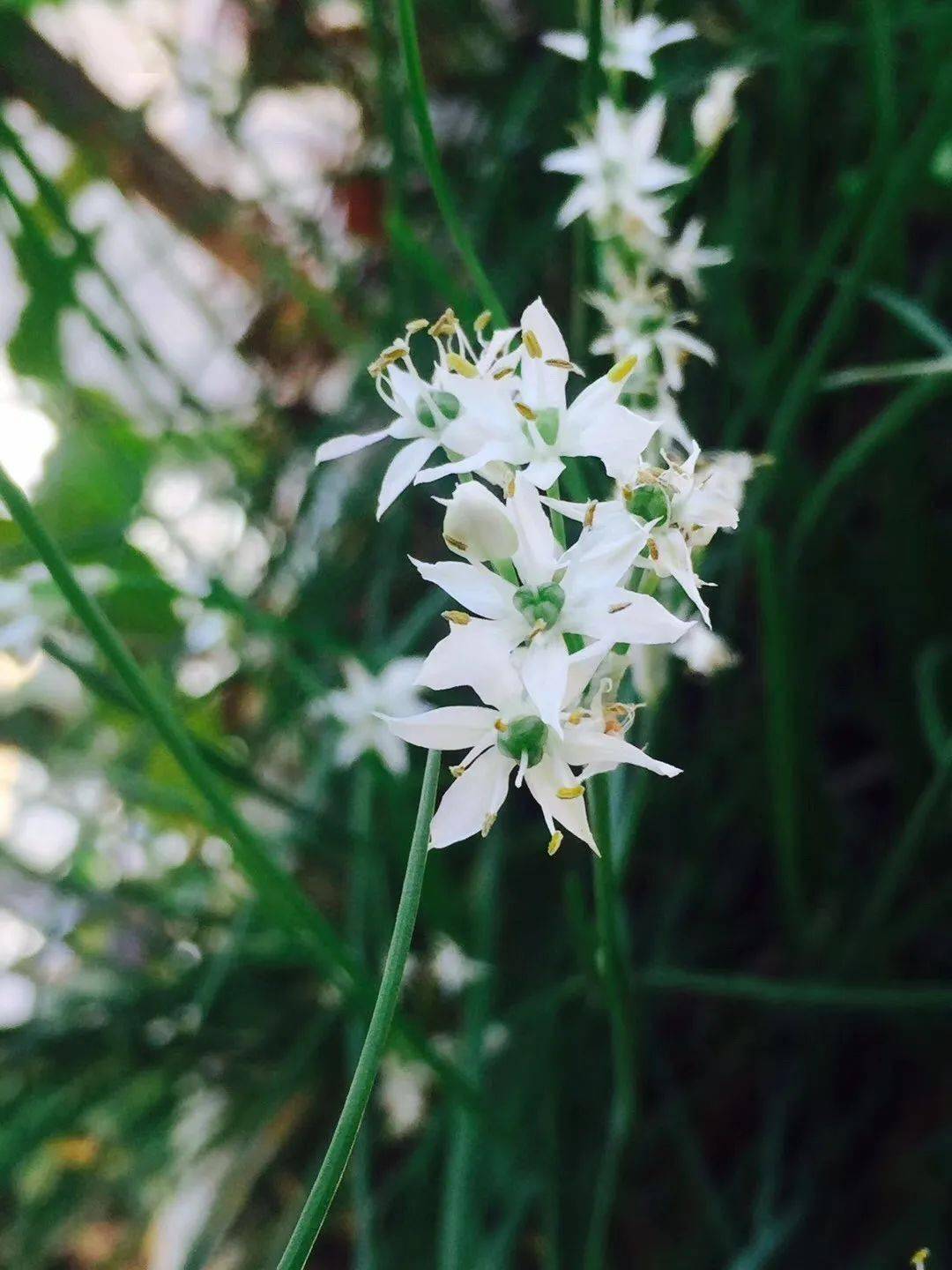 夜读|阳台上的韭菜花