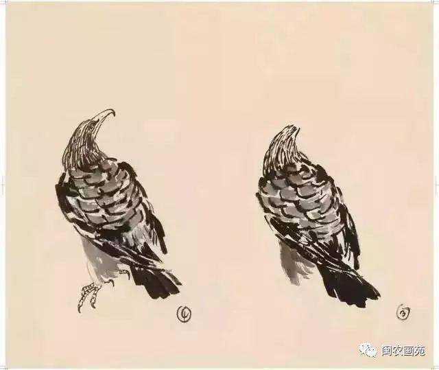 徐悲鸿“手把手”教画花鸟,干货。