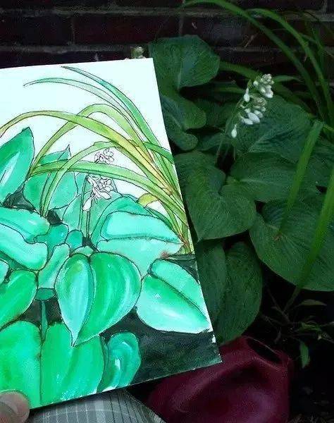这位老兄弟呀,把自己花园植物画了个遍..