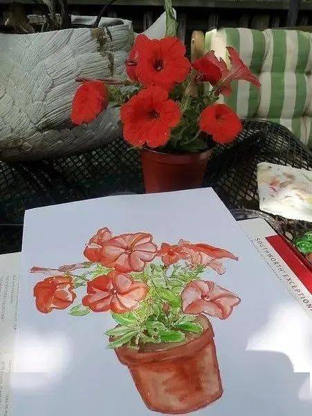 这位老兄弟呀,把自己花园植物画了个遍..