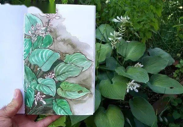 这位老兄弟呀,把自己花园植物画了个遍..