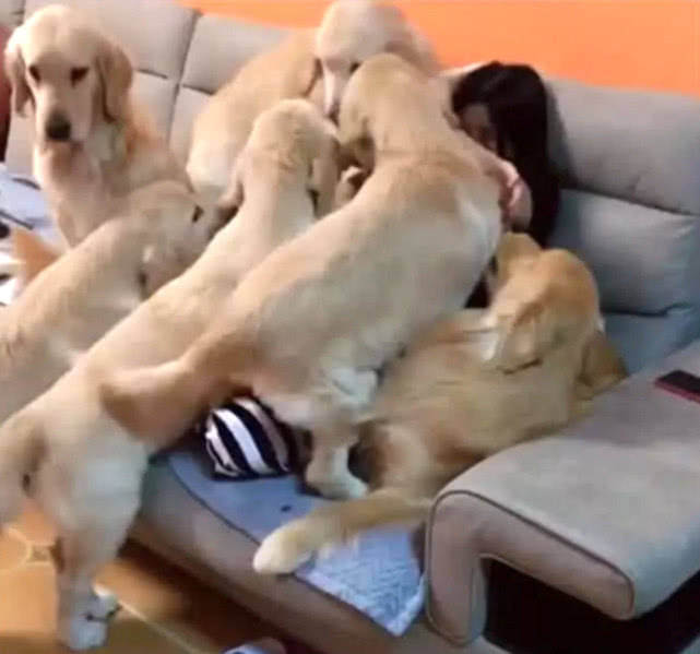 金毛怀孕生下一窝狗崽,女主舍不得卖,半年后直接奔溃了!