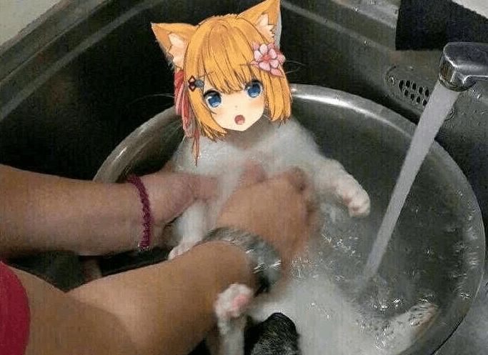 “接头霸王”重出江湖,动漫猫头接在了现实的猫咪身上,猫猫本猫