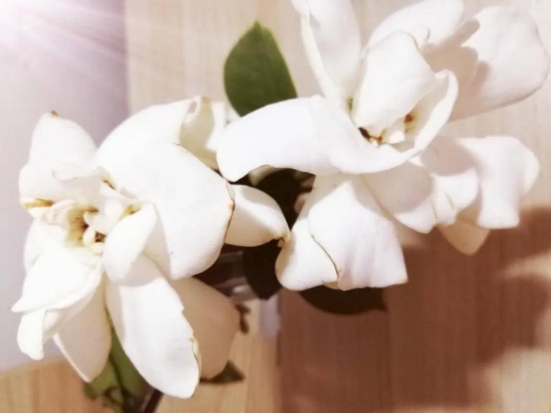 【花开】栀子花开芳菲重工