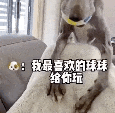 发现主人躺在沙发上没事干,狗子立马叼着球跑过来:我来教你玩球吧!