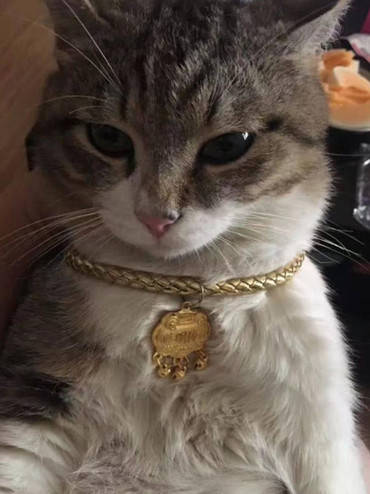 女子出差把猫咪交给父母,以为会被虐待,看到发来的照片乐坏了