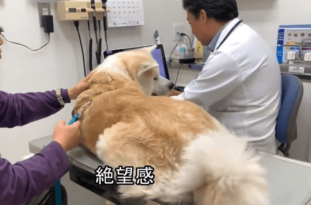 秋田犬又去了医院,遇到男医生就生气,狗:女医生下班了?