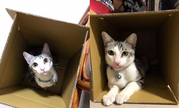小奶猫睡得正香,主人非要送礼物,一看礼物气地一脚踢飞!